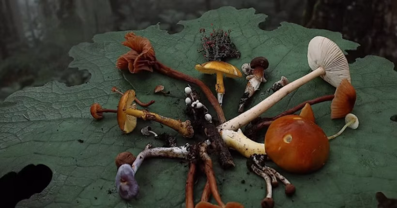 Master Plants are not the magic pill